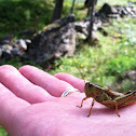 grasshopper