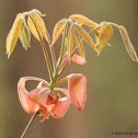 Shagbark hickory