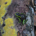 three-striped poison dart frog