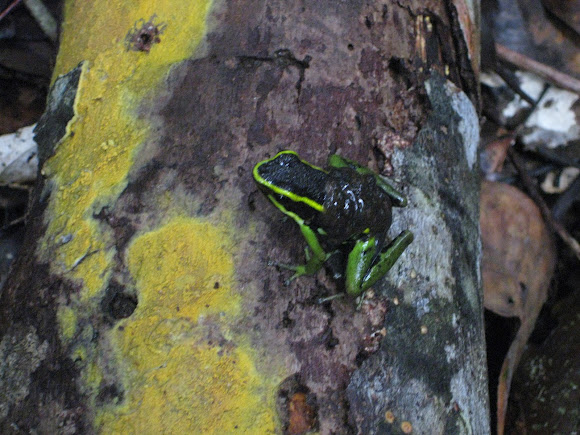 Spotting Image 1