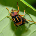 hoverfly
