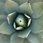 Maguey