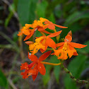 Orquídea Epidendrum