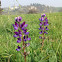 Lupine