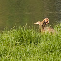 Purple Heron
