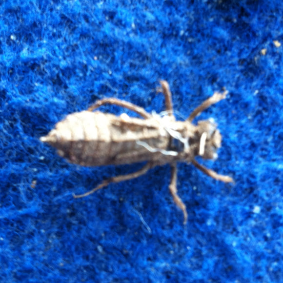 Spotting Image 1