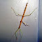 Giant Walking Stick