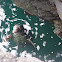 Harbour seal