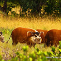 Red River Hog