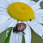 False Japanese Beetle