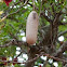 Sausage Tree