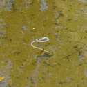 Aquatic Garter Snake