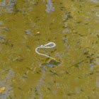 Aquatic Garter Snake
