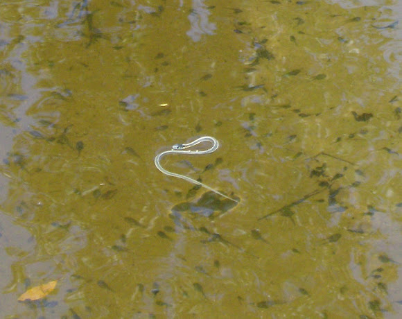 Spotting Image 1