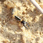 Jumping Spider