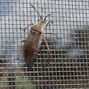 Squash bug