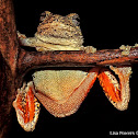 Cope's Gray Treefrog