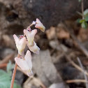 Dutchman's Breeches