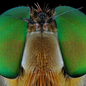 Green in Black by Donald Jusa - Animals Insects & Spiders ( macro, animals, micro, focus, insects, nikon )