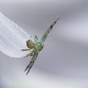 Garden spider