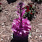 Flowering Kale