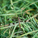 Dragon Fly
