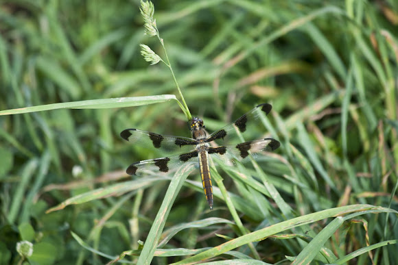 Spotting Image 1