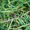 Dragon Fly