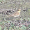 Horned Lark