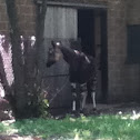 Okapi