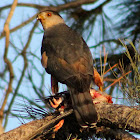 Cooper's Hawk