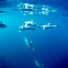 Spinner Dolphins