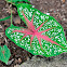 Caladium