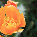 prickly pear flowering