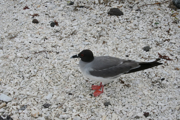 Spotting Image 1