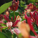 Goldflame Honeysuckle