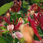 Goldflame Honeysuckle