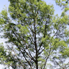 Bald Cypress Tree