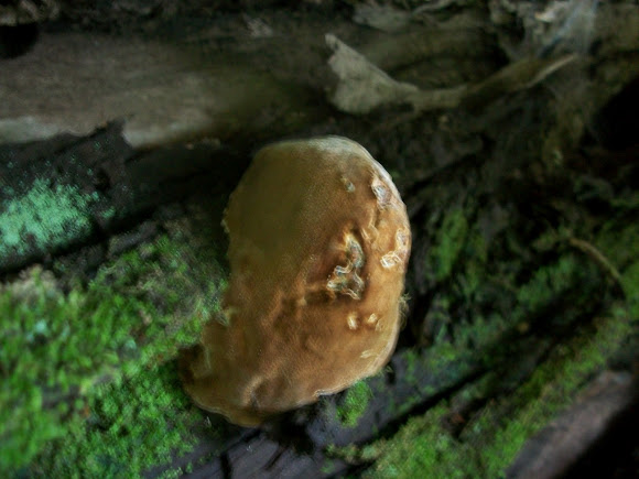 Spotting Image 1