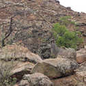 Kudu