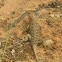 Desert Spiny Lizard