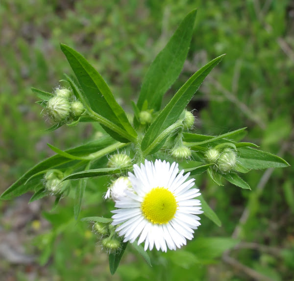 Eastern Daisy Fleabane Project Noah