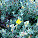 shrubby cinquefoil