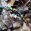 salamander