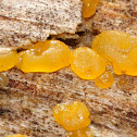 Common Jellyspot