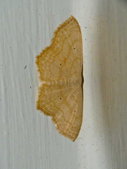 Spotting Image 1