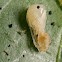 Golden carpenter Ant´s larve