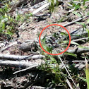 Twelve-spotted Skimmer dragonfly (male)