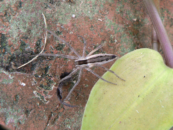 Spotting Image 1