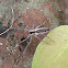 Fishing Spider